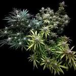 Tropical Cooler- Atlas Seeds (From @HempFace86)