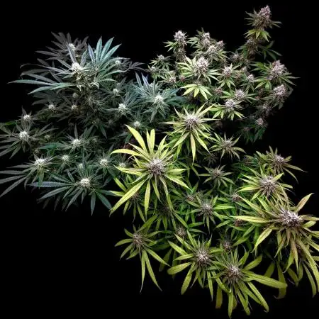 Tropical Cooler- Atlas Seeds (From @HempFace86)