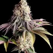 Bay Burger - Delicious Seeds Contest