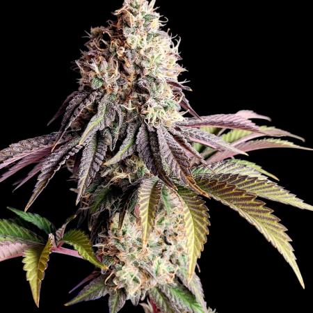 Bay Burger - Delicious Seeds Contest