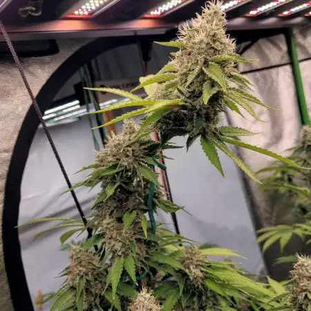 SunSet Sherbert- Kannabia