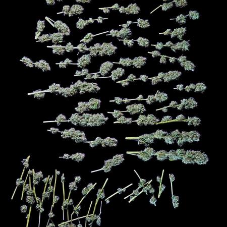 Rainbow Sherbert #11 - Kannabia seeds (rs#11 fem)