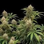 Blue Cookies - MSNL