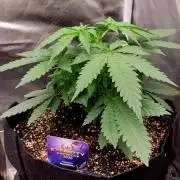 Sticky Broccoli - Žamnesia /Ecup 2026