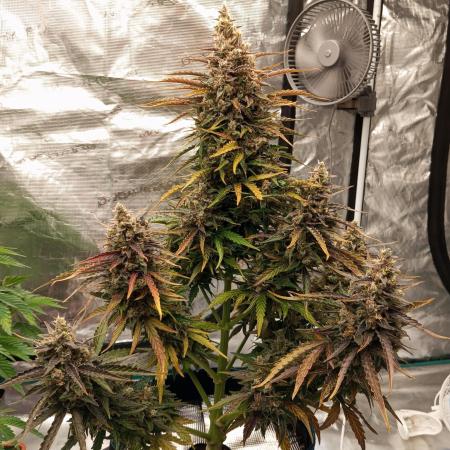 Gorilla Cookies 🦍🍪🍯