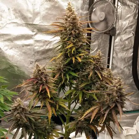 Gorilla Cookies 🦍🍪🍯