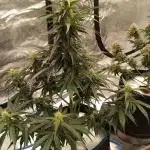 Gorilla Cookies 🦍🍪🍯