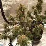 Frostbanger Auto