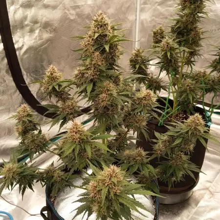 Frostbanger Auto