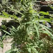 Hindu Kush Auto outdoor