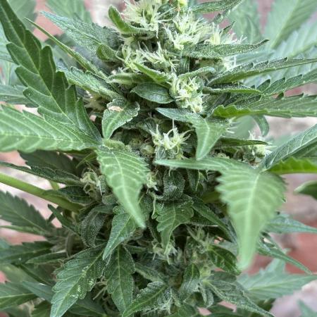 Korean Natural Farming (KNF) First Try