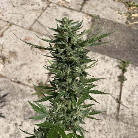 Hindu Kush Auto outdoor