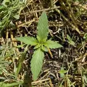 Hindu Kush Auto outdoor