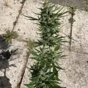 Hindu Kush Auto outdoor