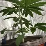 Circles F2 CBG - Hoku Seeds