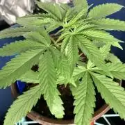 Syrian V2 - Hoku Seeds