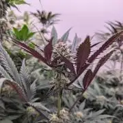 Mini Pheno hunt, 20 seeds in living soil