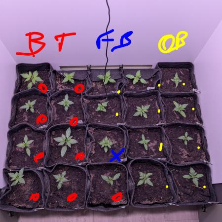 Mini Pheno hunt, 20 seeds in living soil