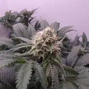 Mini Pheno hunt, 20 seeds in living soil