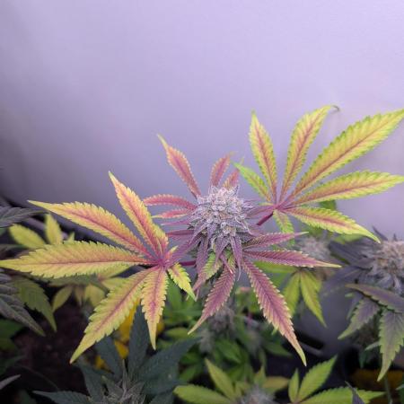 Mini Pheno hunt, 20 seeds in living soil