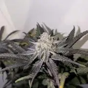 Mini Pheno hunt, 20 seeds in living soil