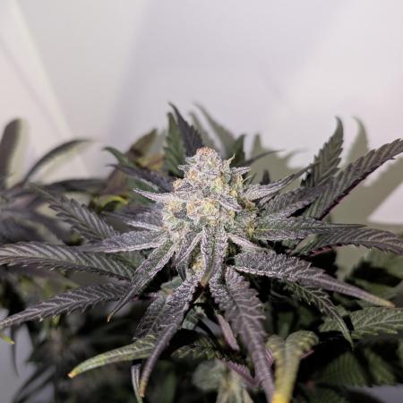 Mini Pheno hunt, 20 seeds in living soil