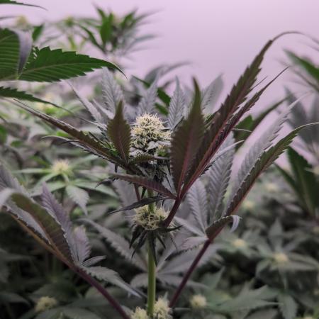 Mini Pheno hunt, 20 seeds in living soil