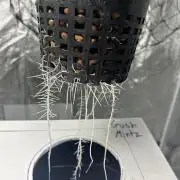 GUSH MINTS - EXPERT SEEDS * LOW PSI AERO