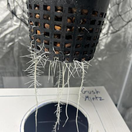 GUSH MINTS - EXPERT SEEDS * LOW PSI AERO