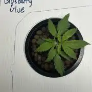 BLUEBERRY GLUE * EXPERT SEEDS * AEROPONI