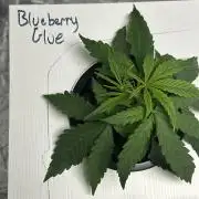 BLUEBERRY GLUE * EXPERT SEEDS * AEROPONI