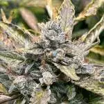 Fastbuds Banana purple punch