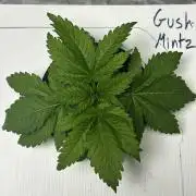 GUSH MINTS - EXPERT SEEDS * LOW PSI AERO