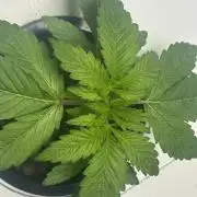 BLACKBERRY MOONROCKS * EXPERT SEED* AERO