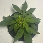 BLUEBERRY GLUE * EXPERT SEEDS * AEROPONI