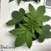 BLACKBERRY MOONROCKS * EXPERT SEED* AERO