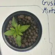 GUSH MINTS - EXPERT SEEDS * LOW PSI AERO