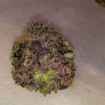 Gorilla cookie madness