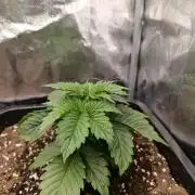 Frosted Guava by OSS