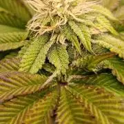 Frosted Guava by OSS