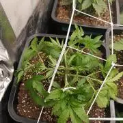 Frosted Guava by OSS