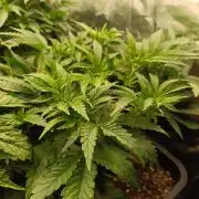 Frosted Guava by OSS