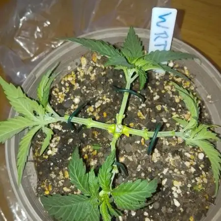 Original Sensible Seeds Grow