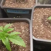 Frosted Guava by OSS