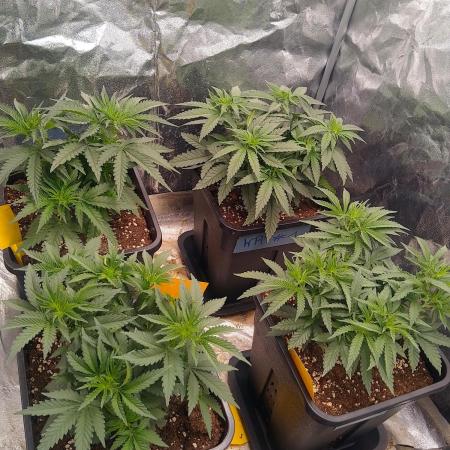 Original Sensible Seeds Grow