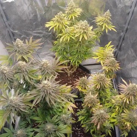 Original Sensible Seeds Grow