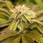 Frosted Guava by OSS