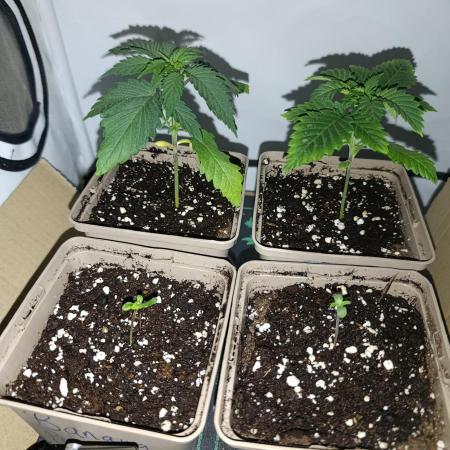 RHC, Banana Punch & Bubba Kush Baggy