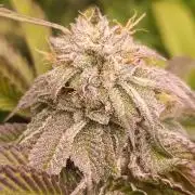 Frosted Guava by OSS