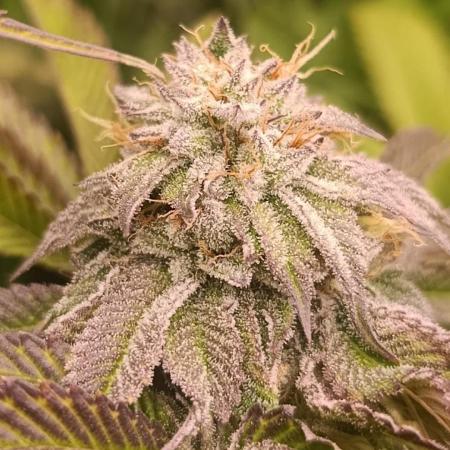 Frosted Guava by OSS